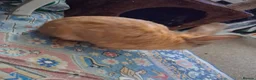 Mixed Breed rabbits for sale: Ginue pigs and rabbits in Scunthorpe - Advert 16