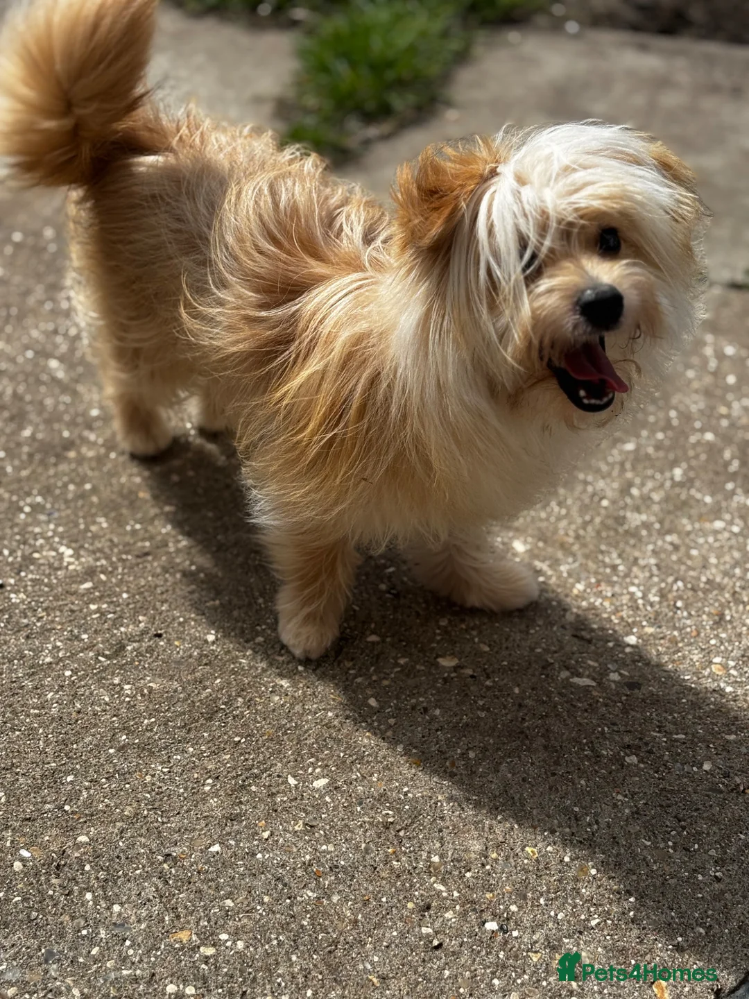 Mixed Breed dogs for sale: Pomeranian cross female  - Advert 1