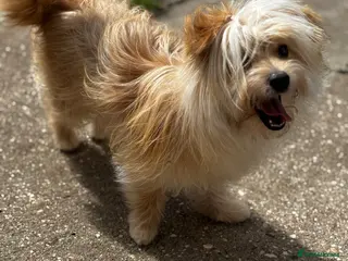 Mixed Breed dogs Pomeranian cross female - Advert 1