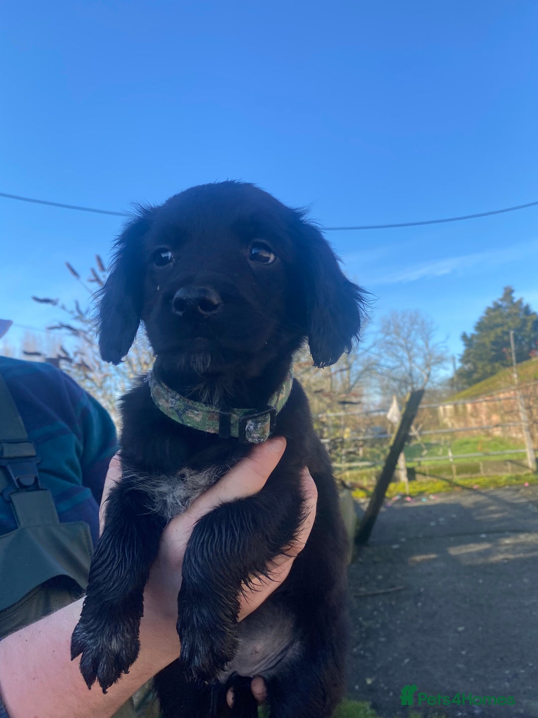 Mixed Breed dogs for sale: Cocker x collie puppies  - Advert 18