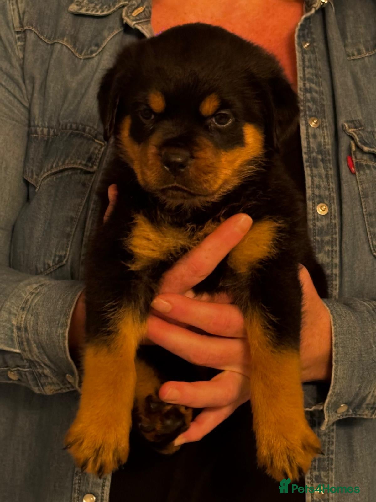 Rottweiler dogs Rottweiler pups £1500 - Advert 2