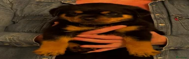 Rottweiler 5