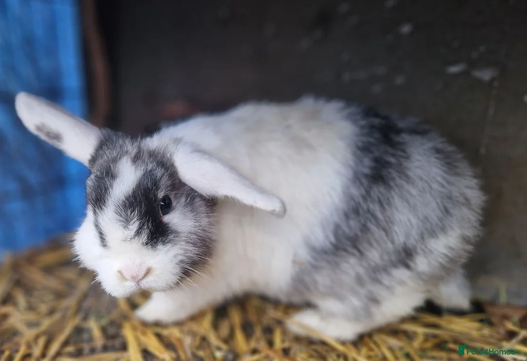 Mini Lop rabbits for sale: Super Cute Purebred Mini Lop Babies- m and f  - Advert 8