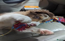 Australian Shepherd dogs for sale: Beautiful Australia shepherd looking for home - Image 6