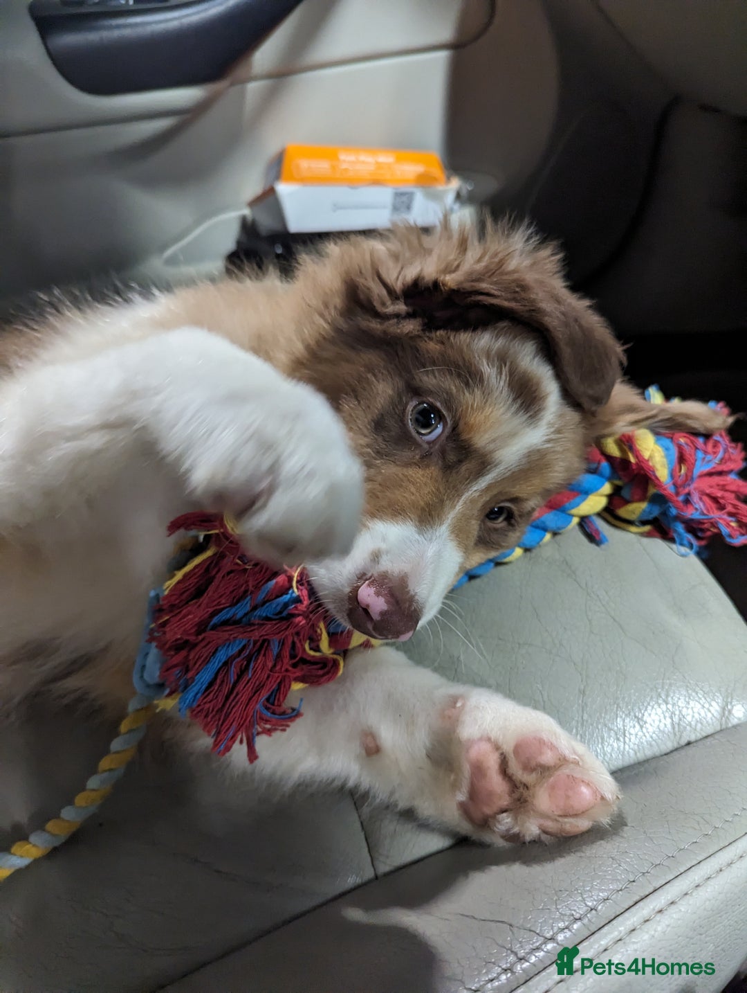 Australian Shepherd dogs for sale: Beautiful Australia shepherd looking for home - Image 6