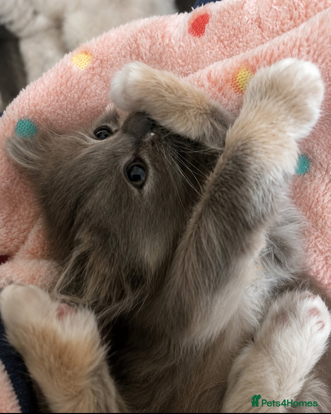Mixed Breed cats for sale: Beautiful half ragdoll kittens 💖 - Advert 15
