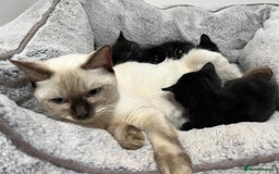 Ragdoll cats for sale: URGENT Ragdoll kittens x4 ready this week - Image 7