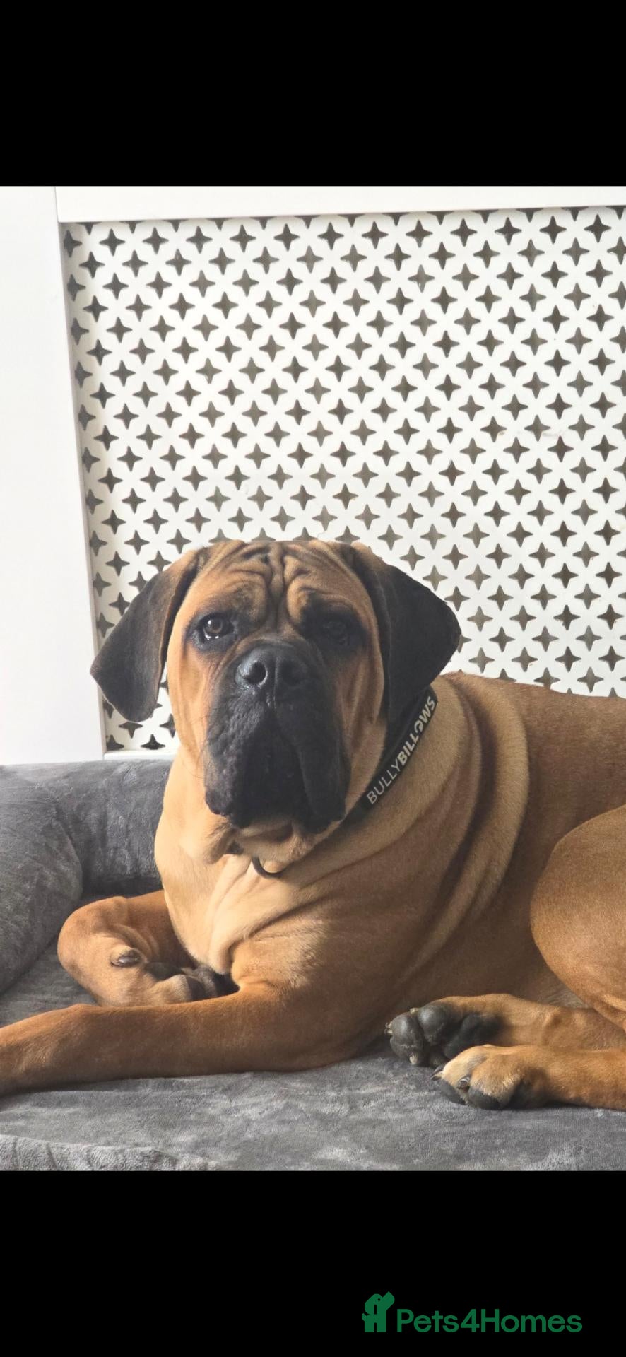 Cane Corso dogs Cane Corso for re homeing  - Advert 2