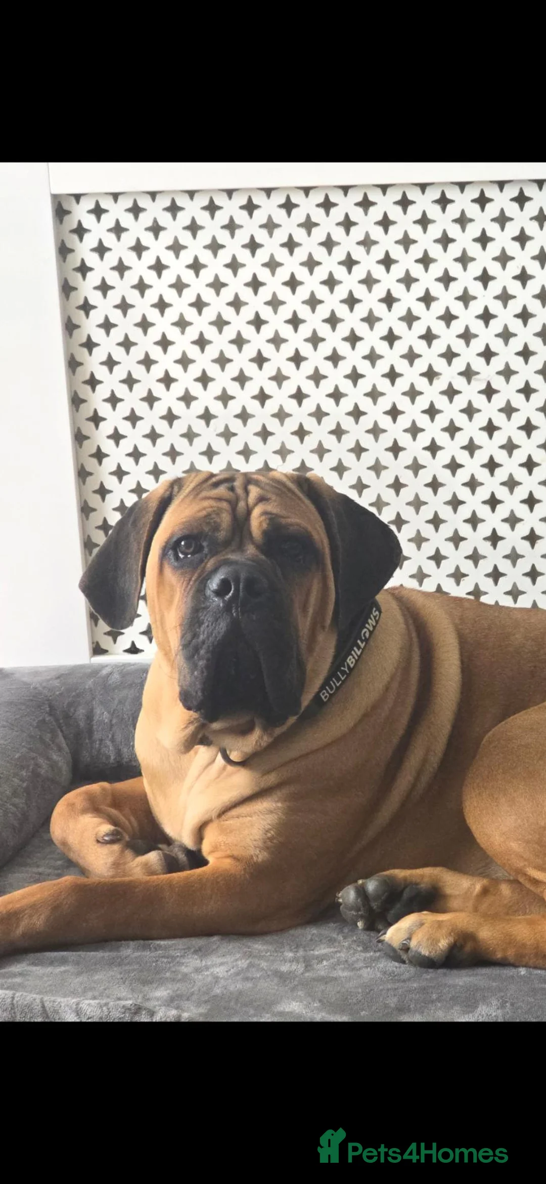 Cane Corso dogs for sale: Cane Corso for re homeing  - Advert 1