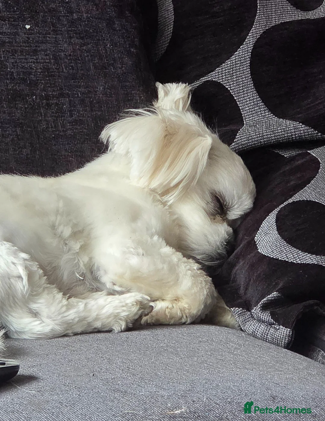 Mixed Breed dogs for sale: 2 beautiful boys in Doncaster - Advert 9