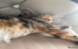 Mixed Breed cats for sale: 🐾 Kittens for Sale – 1 Boy & 1 Girl! 🐾 - Image 4