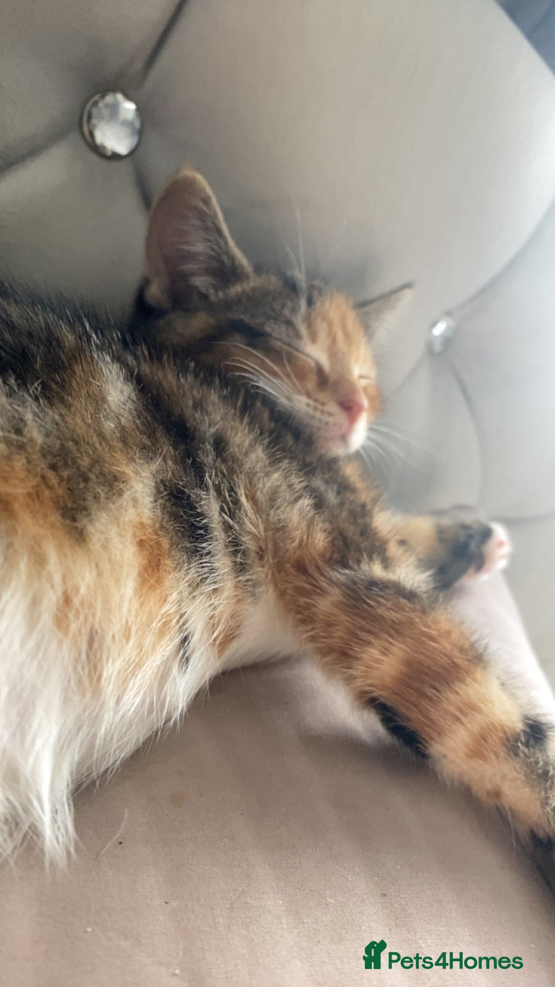 Mixed Breed cats for sale: 🐾 Kittens for Sale – 1 Boy & 1 Girl! 🐾 - Image 4
