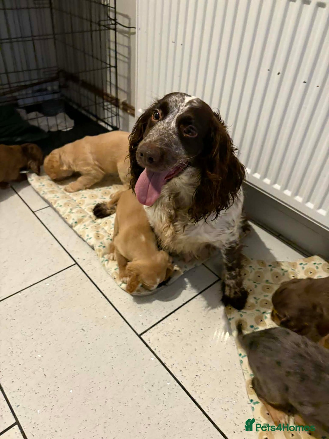 Cocker Spaniel dogs for sale: KC reg parents DNA health tested “show type”   - Advert 1