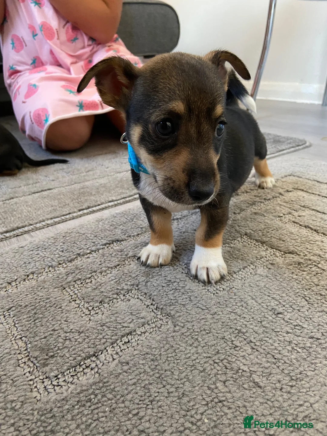 Jack Russell dogs for sale: Jack Russell pups - Advert 2
