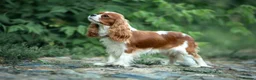Cavapoo dogs for sale: Cavapoo Puppy - Advert 3