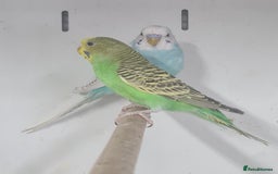 Budgerigars birds for sale: Beautiful Budgies - Image 4