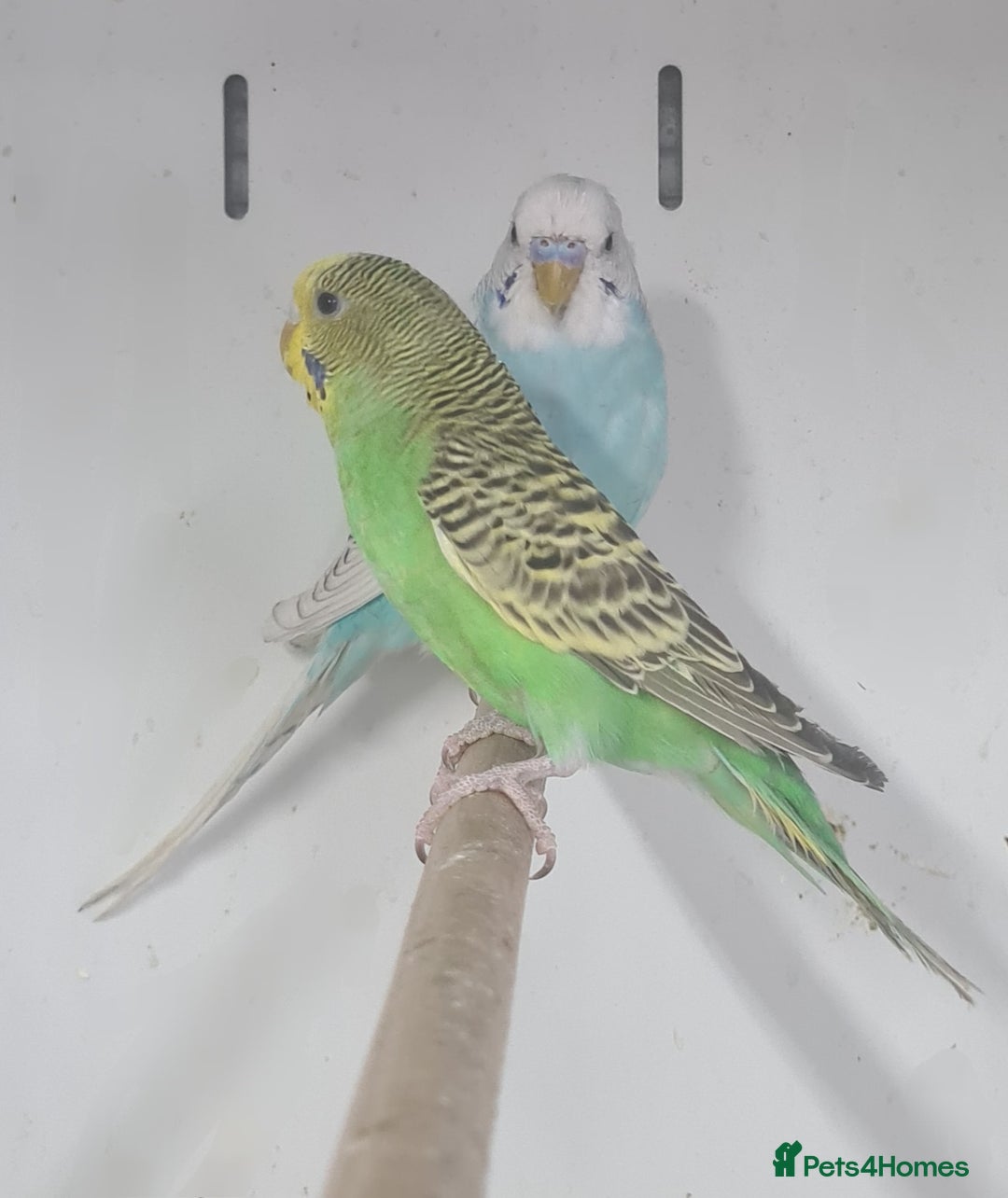 Budgerigars birds for sale: Beautiful Budgies - Image 4
