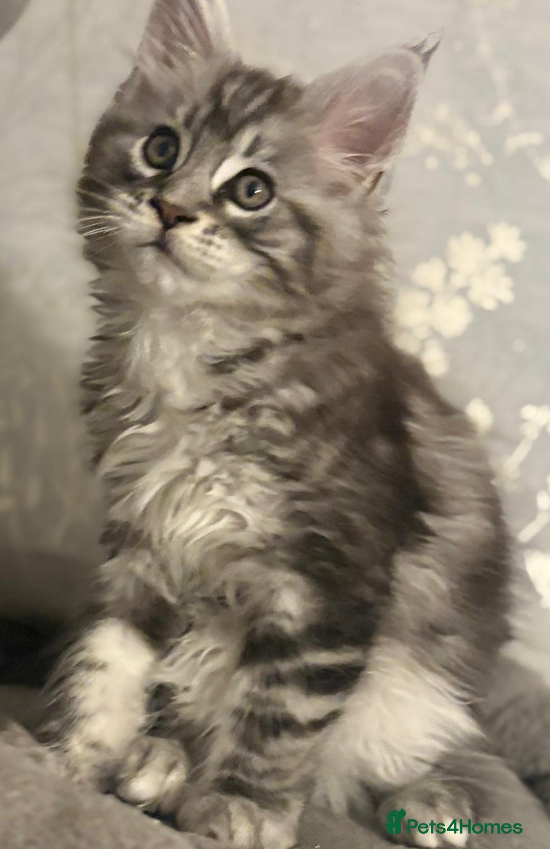 Maine Coon cats for sale: Ready to leave quality Maine coon kittens - Advert 20