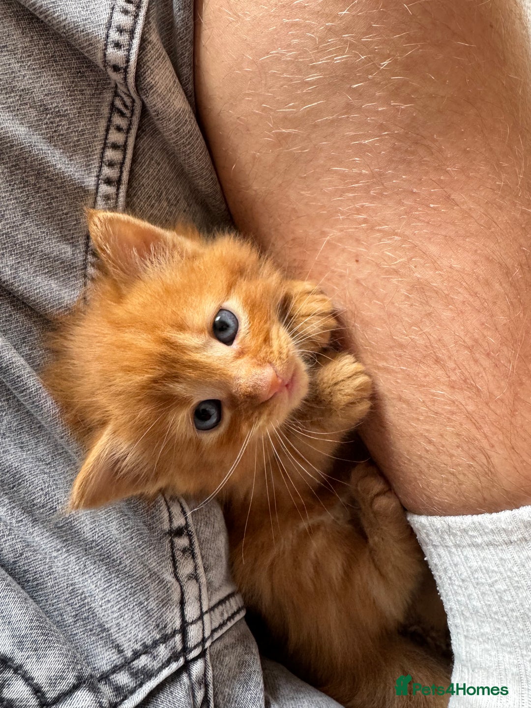 Mixed Breed cats for sale: 3 beautiful fluffy kittens - Image 4