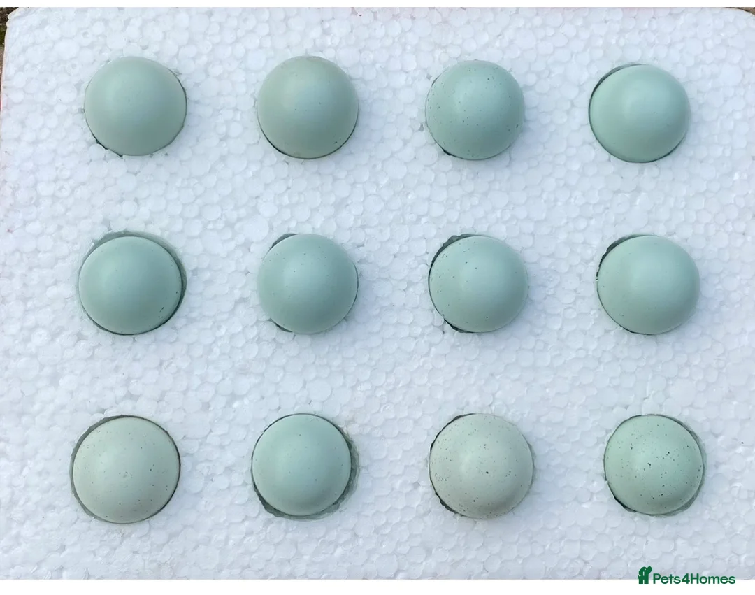 Quail poultry for sale: 12 Pure celadon quail eggs  - Advert 1