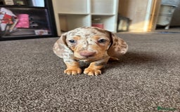Miniature Dachshund dogs for sale: ❤️❤️⭐️Miniature dachshund⭐️❤️❤️ - Image 15