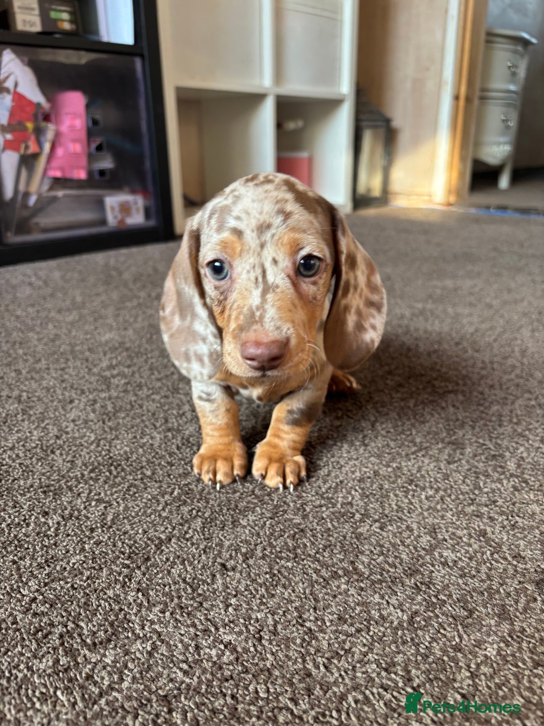 Miniature Dachshund dogs for sale: ❤️❤️⭐️Miniature dachshund⭐️❤️❤️ - Image 15