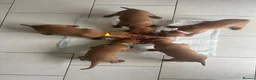 Hungarian Vizsla dogs for sale: Chunky KC Registered Hungarian Vizsla Puppies in Littleborough - Advert 16
