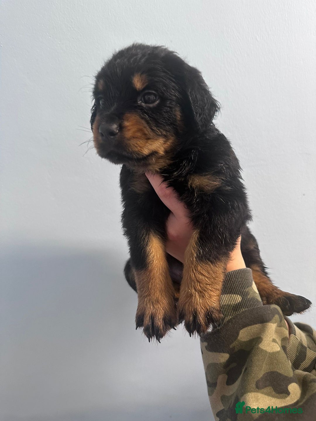 Rottweiler dogs for sale: 🐾 Pure Bred Rottweiler Puppies 🐾 - Image 12