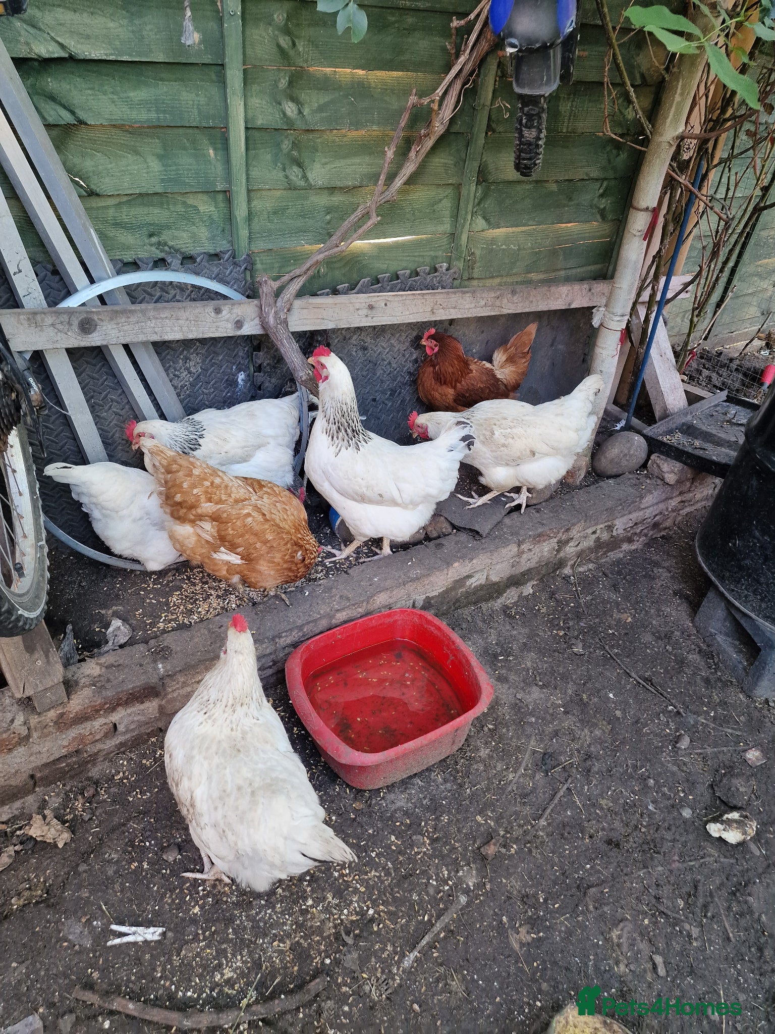 Mixed Breed poultry Chickens  - Advert 1