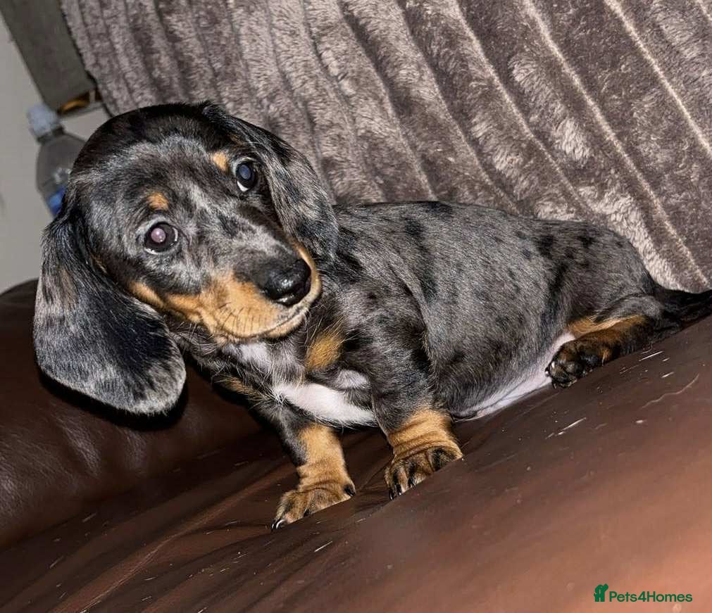 Miniature Dachshund dogs Kc miniature dachshund 2 left  - Advert 18