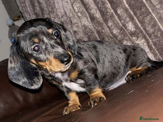 Miniature Dachshund dogs Kc miniature dachshund 2 left - Advert 2