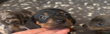 Miniature Dachshund 4