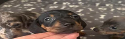 Miniature Dachshund dogs for sale: Miniature dachshund puppies in Liverpool - Advert 3