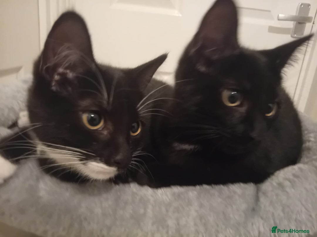 Mixed Breed cats for sale: 2 kittens  - Advert 5