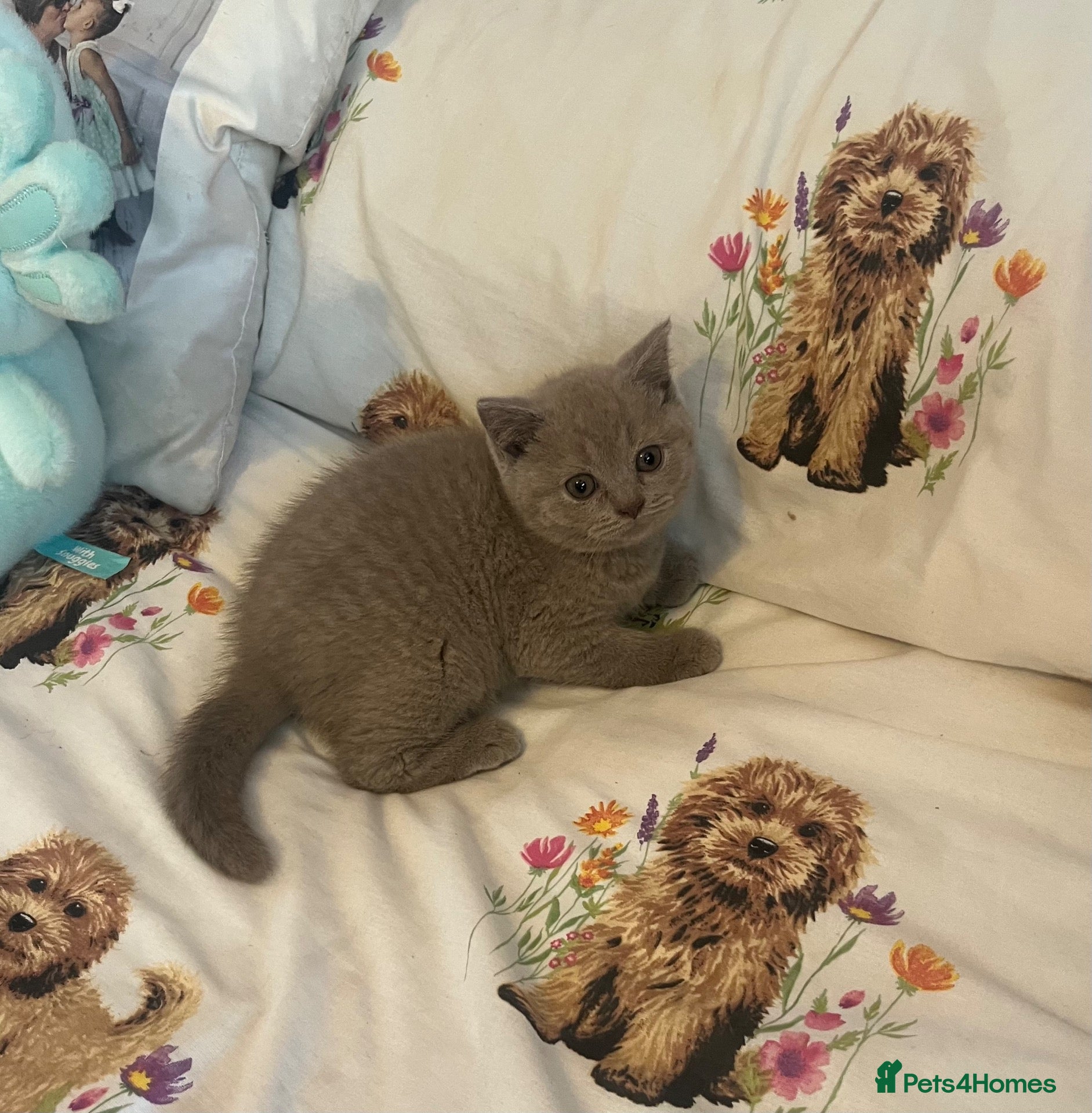 British Shorthair cats 1 Beautiful lilac Bsh Girl READY NOW - Advert 2