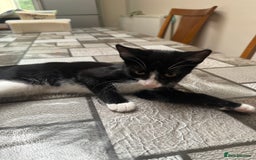 Mixed Breed cats for sale: Tuxedo/tabby mix bread cat - Image 1