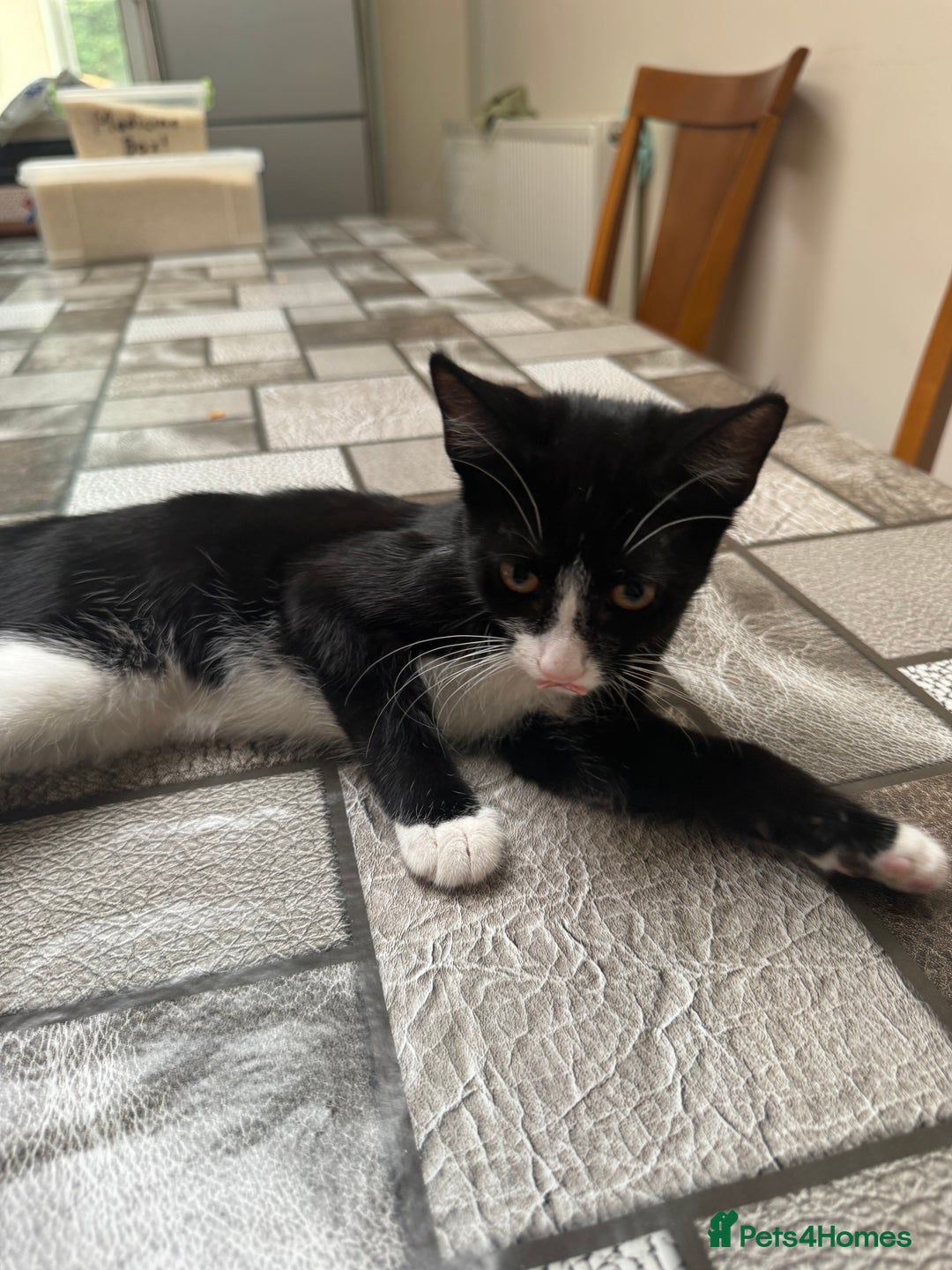 Mixed Breed cats for sale: Tuxedo/tabby mix bread cat - Image 1