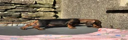 Dachshund dogs for sale: Kennel Club Reg Wirehaired Dachshund Teckel pups - Advert 8