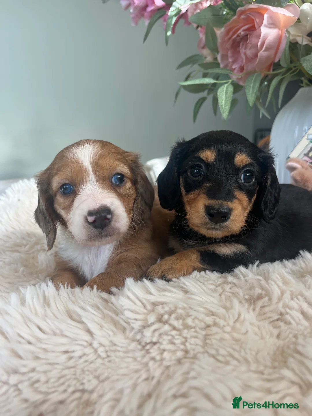 Miniature Dachshund dogs for sale: Mini long haired dachshund pups - Advert 8