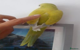 Parakeets birds for sale: Quaker parrots babies hand reared different colour - Image 22