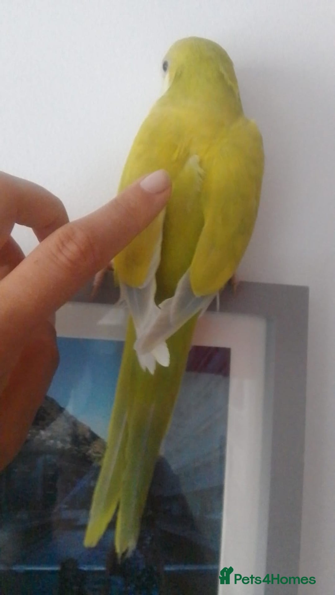 Parakeets birds for sale: Quaker parrots babies hand reared different colour - Image 22