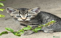 Domestic Shorthair cats for sale: 🐾 Kittens Looking for Loving Homes 🐾 - Image 7