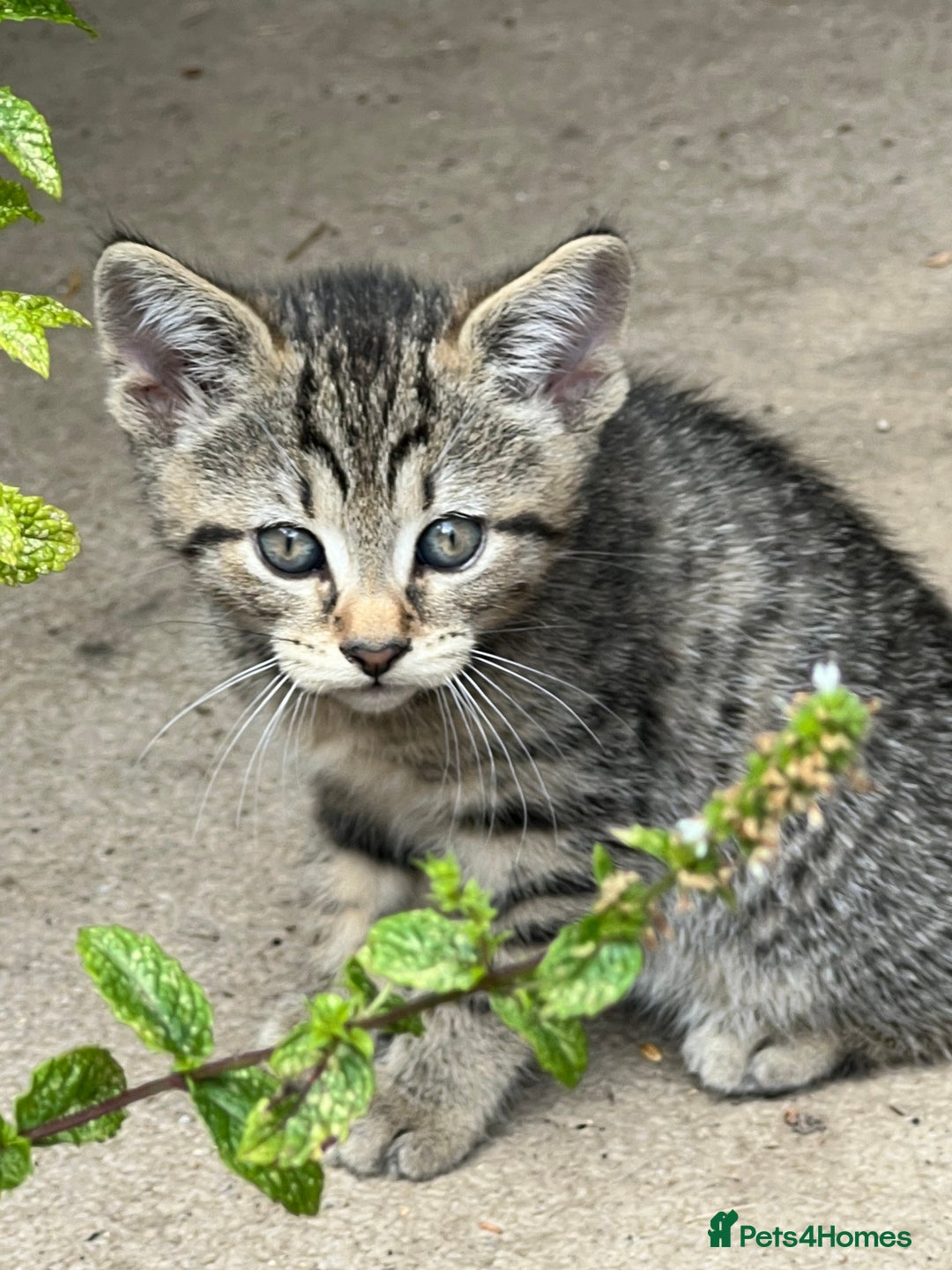 Domestic Shorthair cats for sale: 🐾 Kittens Looking for Loving Homes 🐾 - Image 7