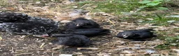 Chickens poultry for sale: Black mottled Pekin bantam pullets  - Advert 6