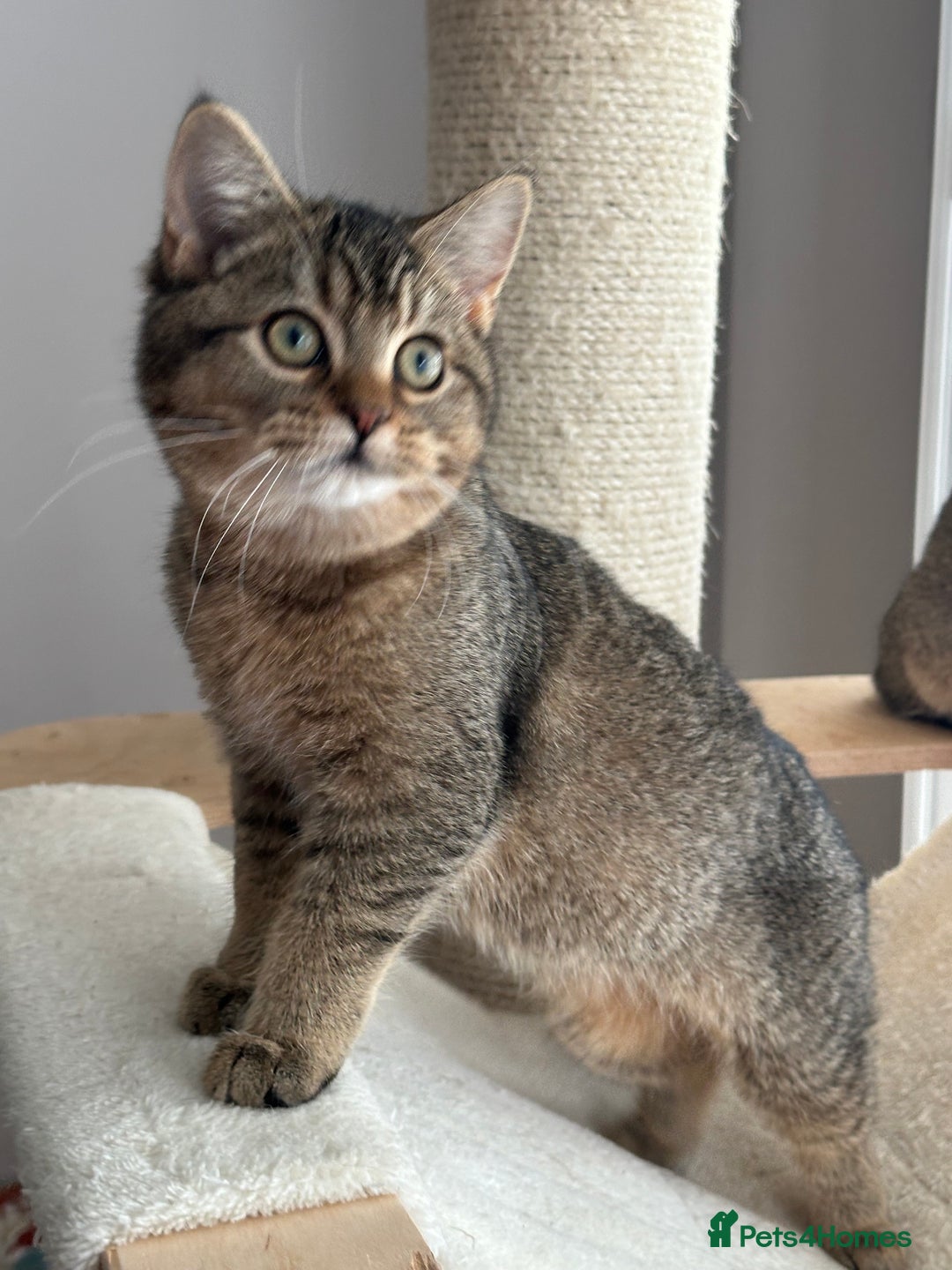 British Shorthair cats for sale: READY NOW! 2 available girls - Advert 21