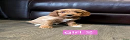 Cockapoo dogs for sale: Adorable F1 Cockapoo pups ♥️🐕🐾 in Bury Saint Edmunds - Advert 9