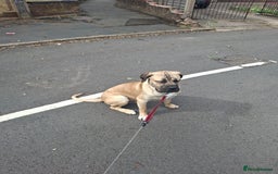Cane Corso dogs for sale: Cane corso  - Image 1