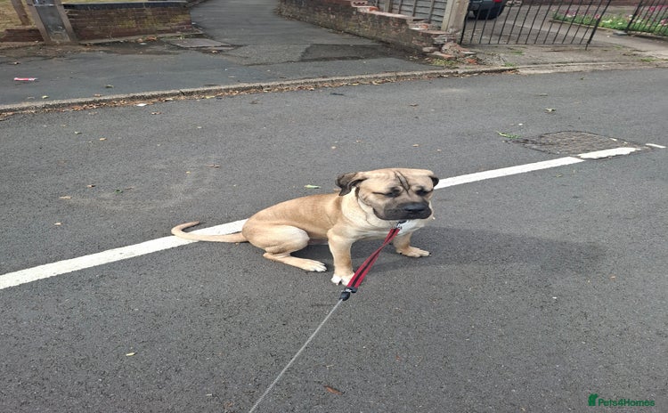 Cane Corso dogs - Advert 1