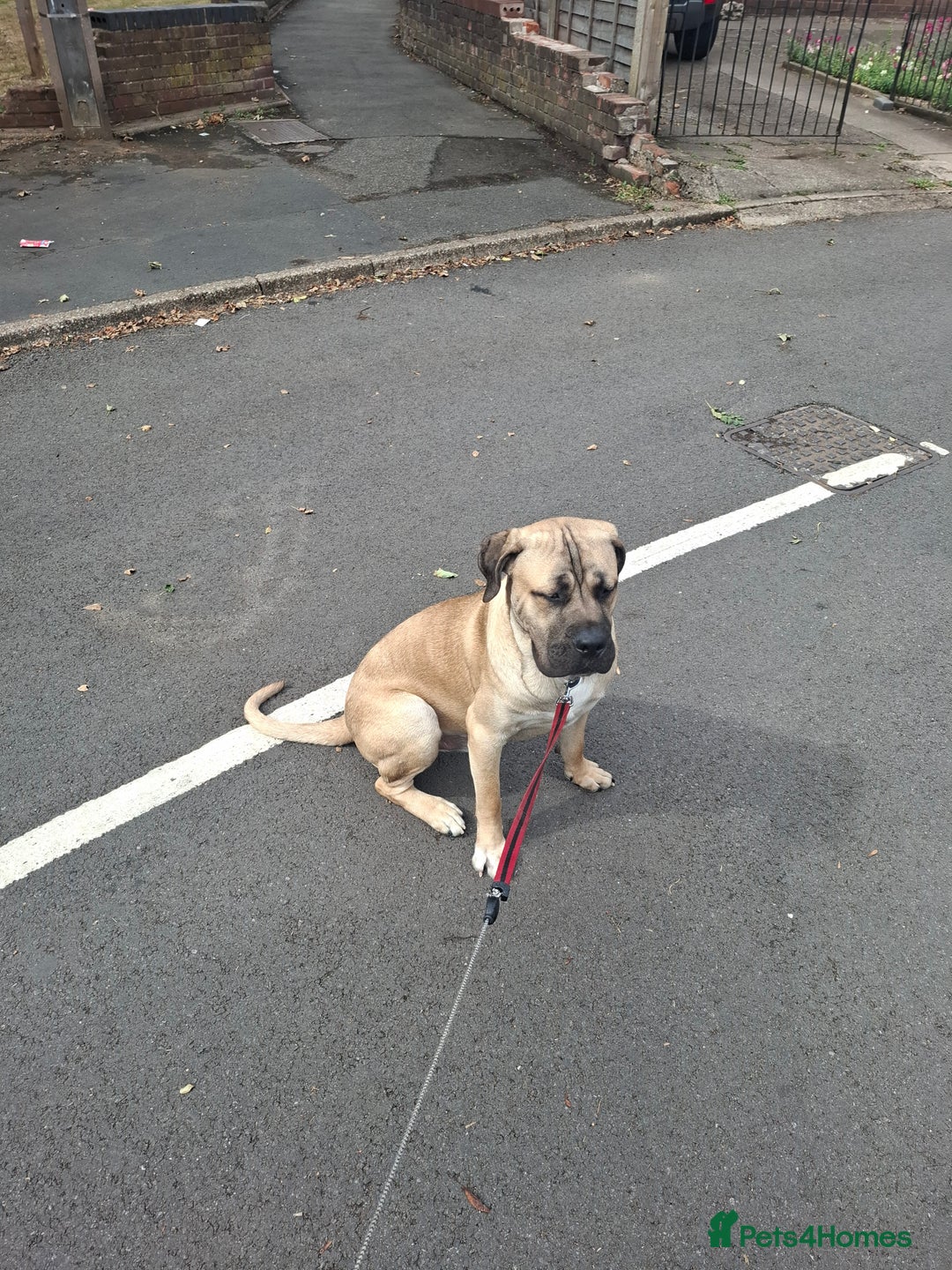 Cane Corso dogs for sale: Cane corso  - Image 1