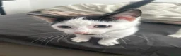 Mixed Breed cats for sale: Two male kittens  - Advert 8